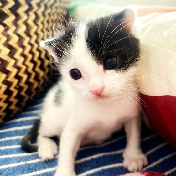 Rescued kitten by MeowMeow Cyprus 2