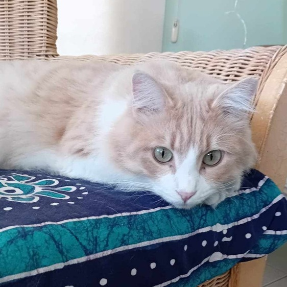 Rescued kitten by MeowMeow Cyprus 3