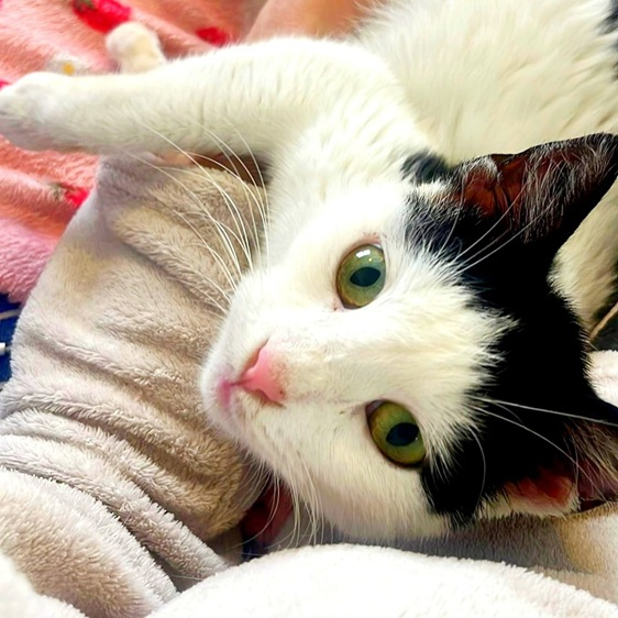 Rescued kitten by MeowMeow Cyprus 4